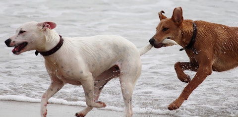 正しく怒れてる？犬が悪さした時の怒り方のコツとは？のアイキャッチ画像