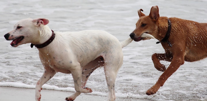 正しく怒れてる？犬が悪さした時の怒り方のコツとは？のアイキャッチ画像