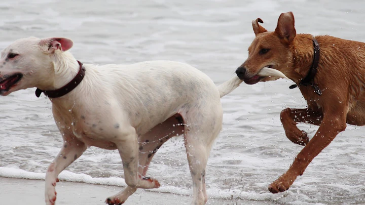 その叱り方は逆効果かも!?犬に伝わる正しい叱り方のコツのアイキャッチ画像