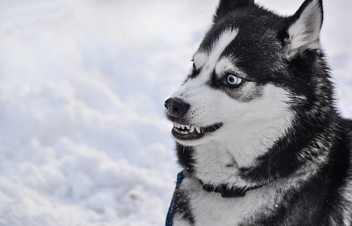 怒る犬