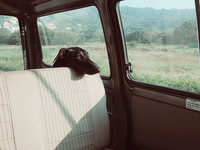 シートに顔を置く黒犬