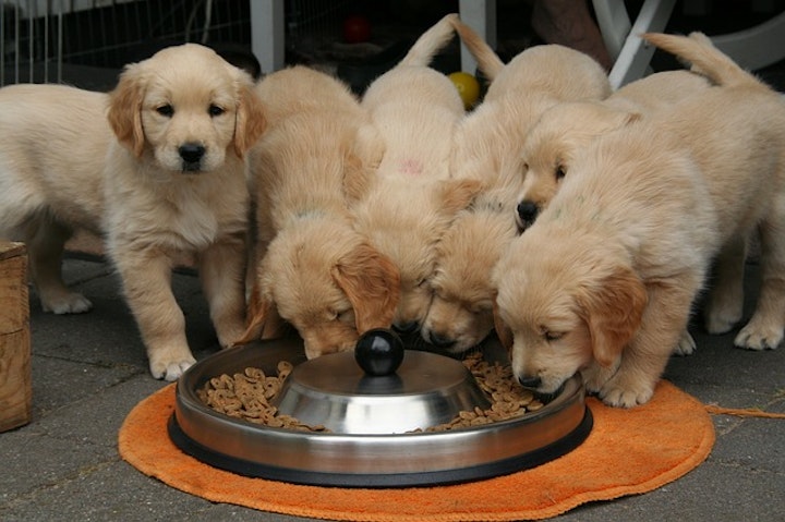 多頭犬食す