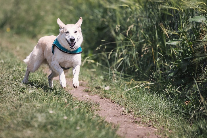 走る犬