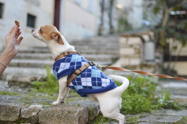 子犬におやつをあげる