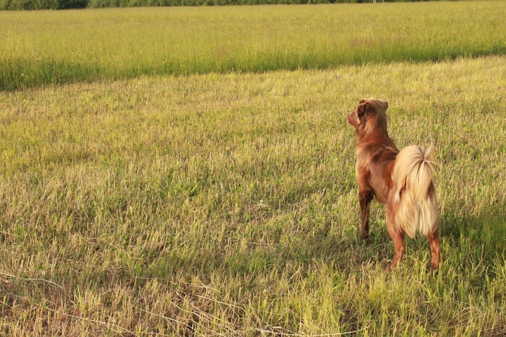 遠くを見つめる犬