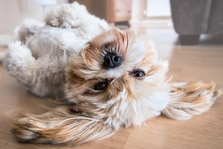 子犬の顔を観察