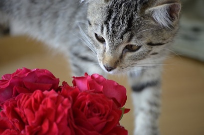 チョコは厳禁！バレンタインデーに猫にあげたいプレゼント集のアイキャッチ画像