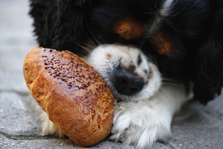 パンを食べる犬