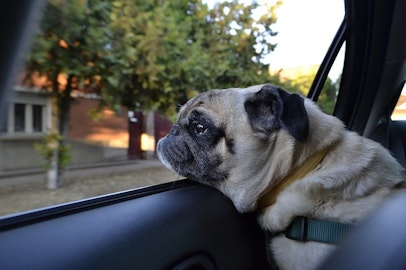 災害時の車中泊にも！犬が車内で快適に過ごせるお役立ちグッズ6選のアイキャッチ画像