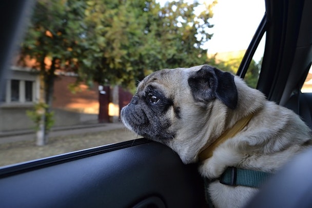 災害時の車中泊にも！犬が車内で快適に過ごせるお役立ちグッズ6選のアイキャッチ画像