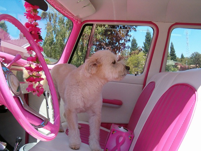 ピンク車内の犬