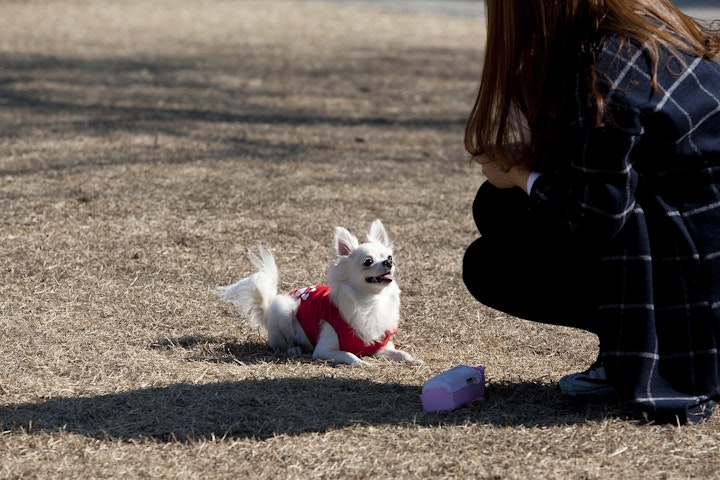 伏せをする犬