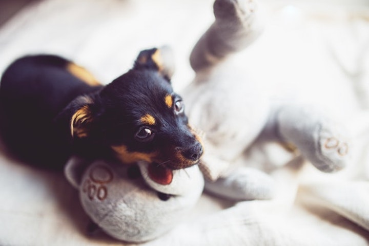 子犬がぬいぐるみを咥えている