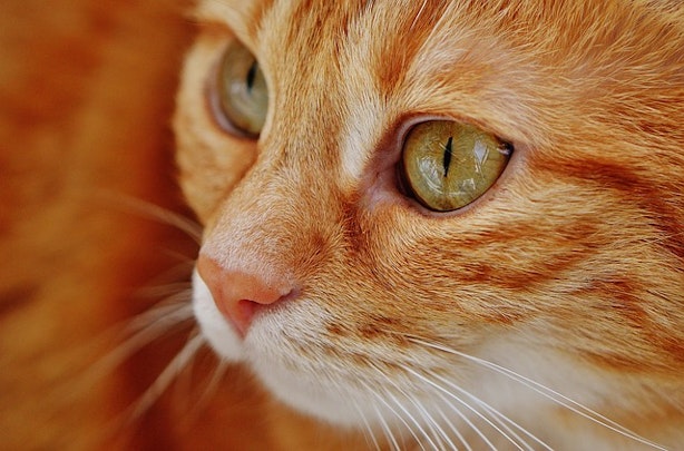 猫の目やにの色で健康チェック!赤褐色・茶色以外なら要注意?のアイキャッチ画像