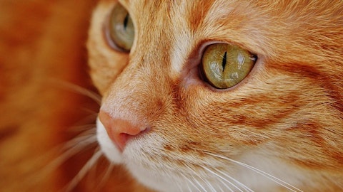 【猫】目やにの色で健康チェック!赤褐色・茶色以外なら要注意?のアイキャッチ画像