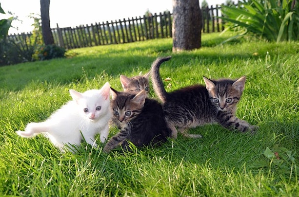 野良猫を保護して飼い主になるには?知っておくべき5つのポイントのアイキャッチ画像