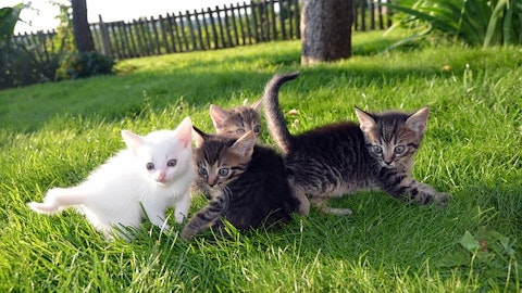 野良猫を飼いたい!保護したらどうすればいいの?ポイント3つのアイキャッチ画像
