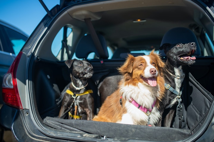 犬,車中泊,注意,災害,避難,おすすめ,グッズ