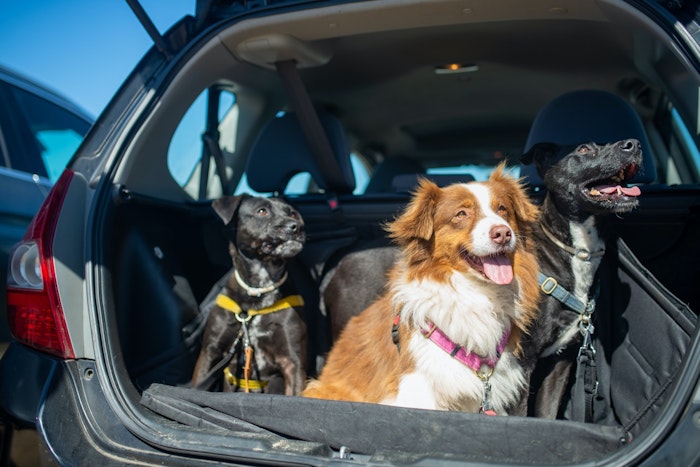 犬,車中泊,注意,災害,避難,おすすめ,グッズ