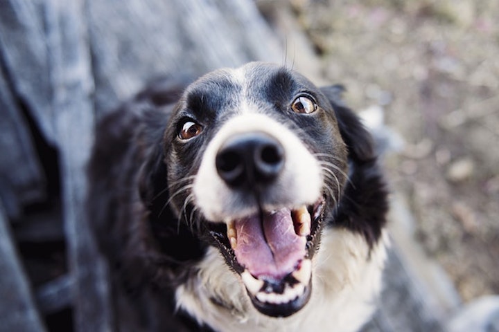 楽しそうにこちらを見つめる犬