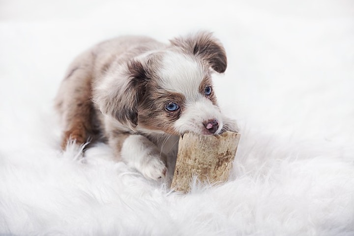 犬のお気に入りのおもちゃ