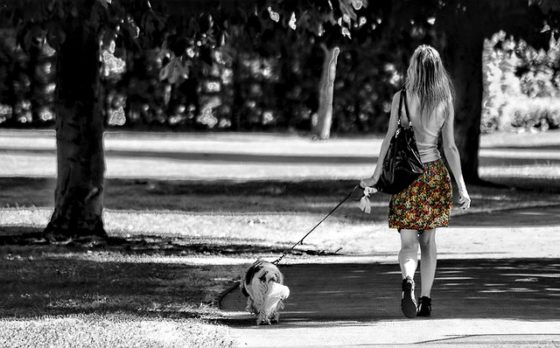 犬と一緒に通勤する女性