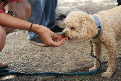 愛犬の「しつけ」してもらったのにお家だと出来ない？その理由は「般化」にあった！のアイキャッチ画像