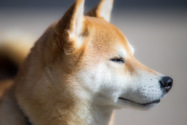 眠そうな柴犬