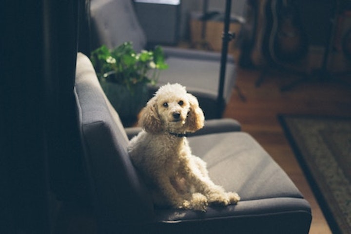 a dog on the sofa