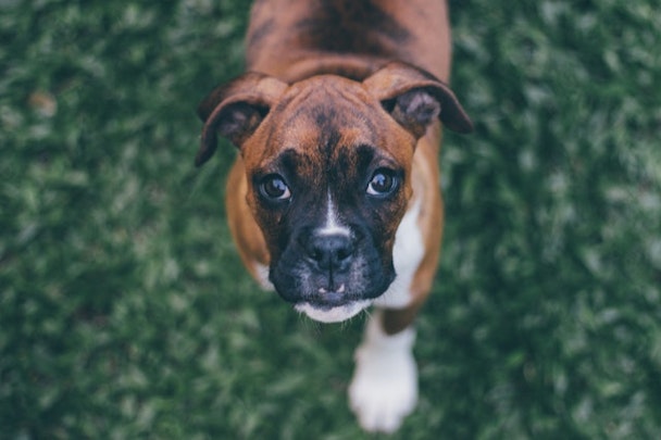 愛犬のための災害対策！常備しておくべき”防災グッズ”は？のアイキャッチ画像