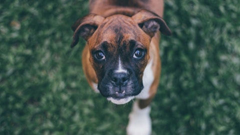 愛犬のための災害対策!常備しておくべき”防災グッズ”は?のアイキャッチ画像