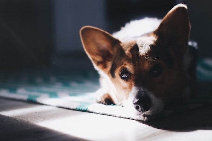 corgi 1