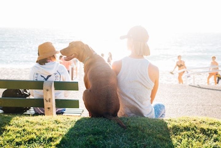 beach with dog