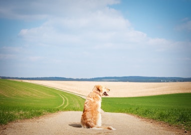 何が原因！？犬がお尻を床にこすりつける時の心情は？その理由は？のアイキャッチ画像