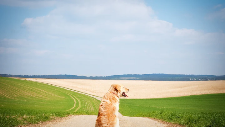 犬がお尻を床にこすりつけるのはなぜ?お尻歩きの原因と対処法のアイキャッチ画像