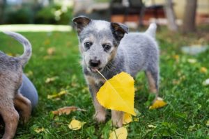 dog eating leaf