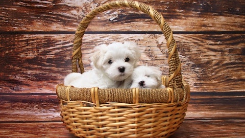 江戸時代の犬と人間の関わり。生類憐みの令は現代の動物保護法?のアイキャッチ画像