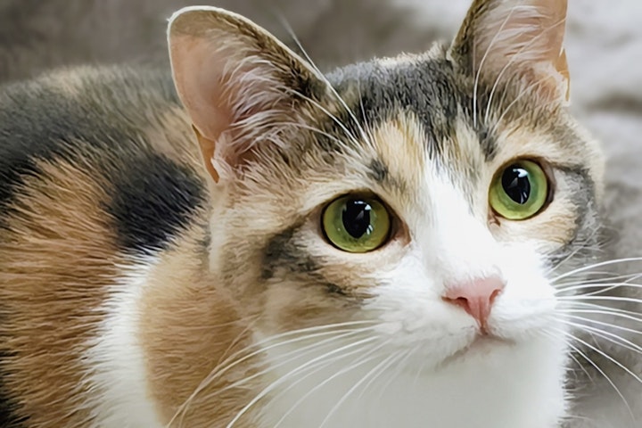 性格,種類,日本猫,模様,毛柄