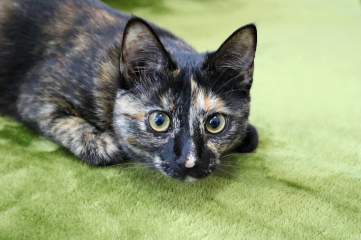 性格,種類,日本猫,模様,毛柄