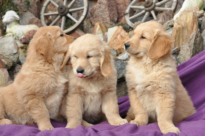 ゴールデンのパピー（幼犬）たち