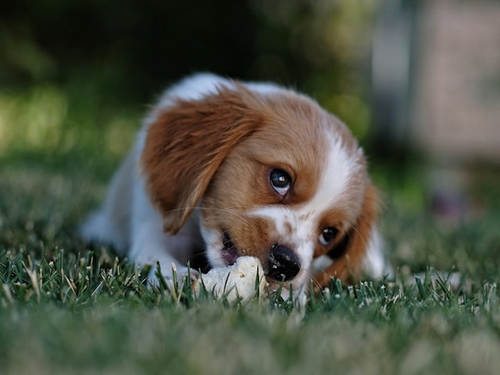 骨のおやつをかじる幼犬