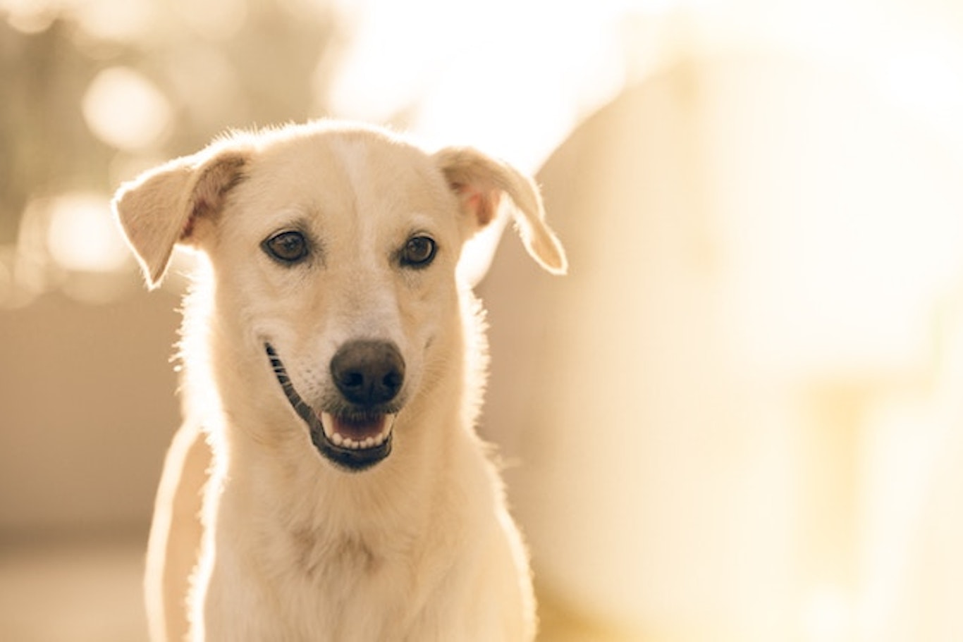 犬の垂れ耳に隠れた進化の秘密とは 人気の垂れ耳犬種8選もご紹介 シェリー ペットの幸せを一緒に考える