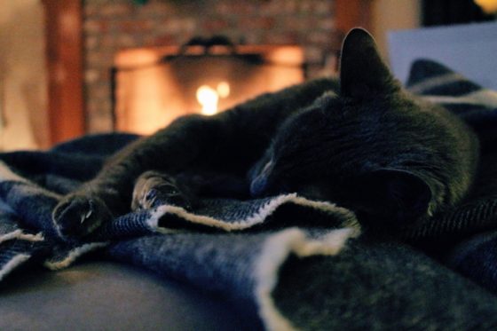 暖炉の前で眠る猫