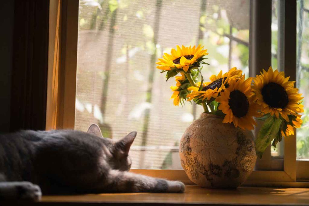 花瓶の隣で窓の外を眺める猫