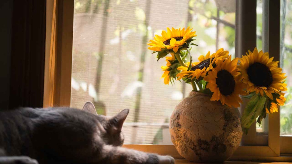 一人暮らしでも猫は飼える?必要な対策とは