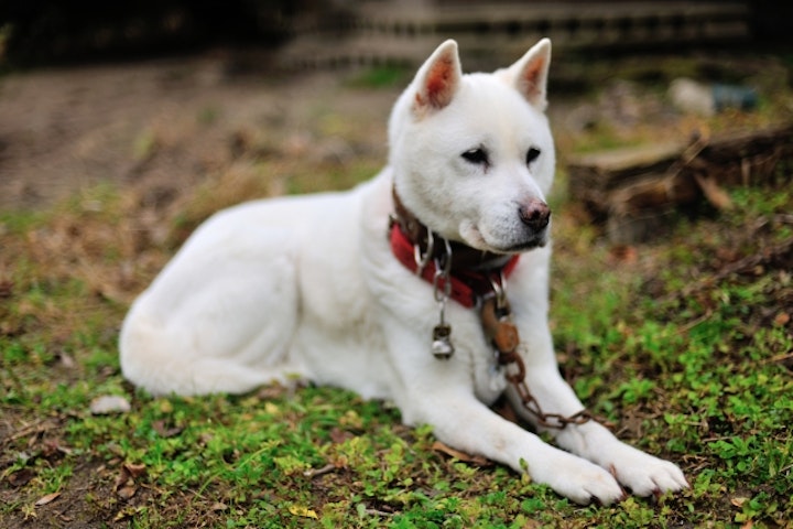 伏せる紀州犬