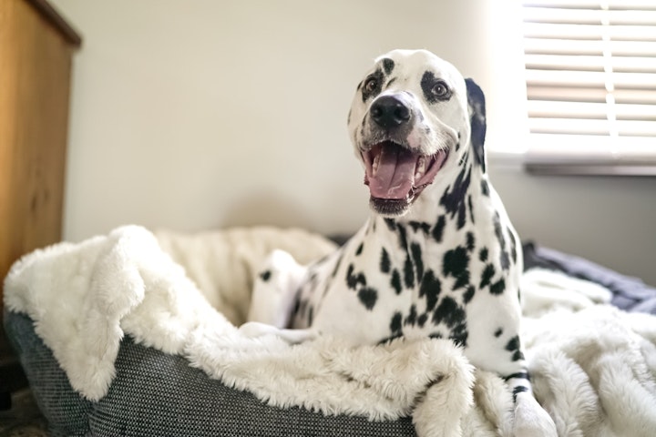 白ぶち犬