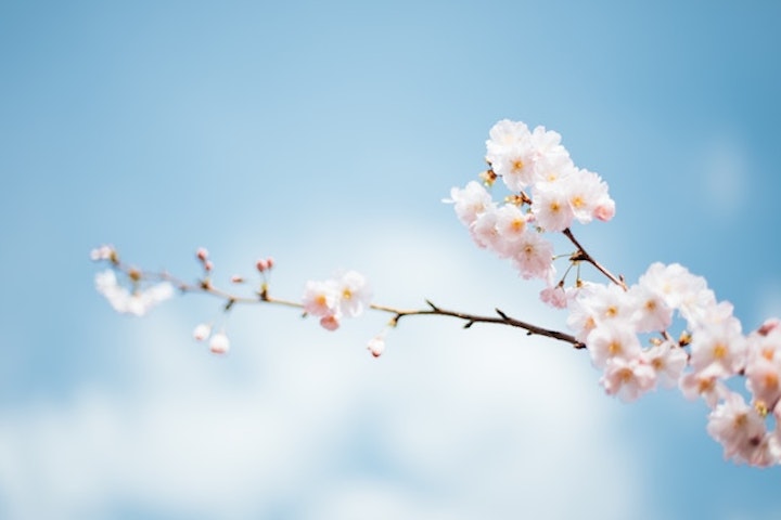 青空に桜