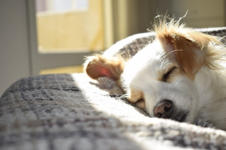 ポカポカの陽の中で眠る犬