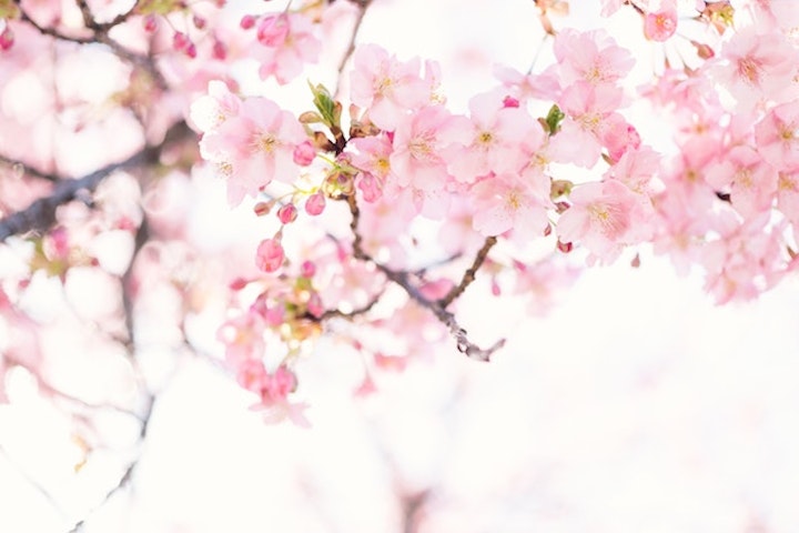 可愛い桜